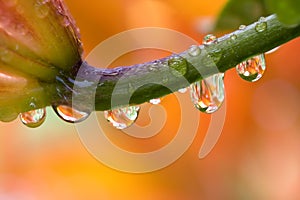 Daylily with water drops photo