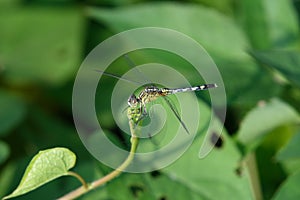 In the days of continuous rain, the dragonfly stretched out in the morning!