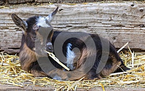 12-Days-Old Pigmy Goat Kid Eating Hay. photo