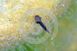 Days old tadpole in a pond with external gills visible