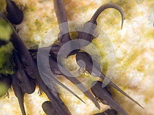 Days old tadpoles in a pond with external gills visible