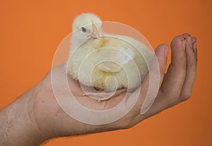 Days old yellow chick on a farmers hand