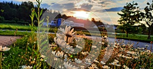 Daysies in sunrise