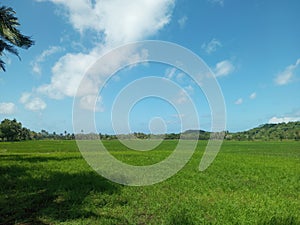 Daytime atmosphere of rice fields on Bawean Island photo