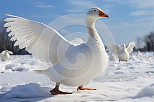 Daytime charm White goose gracefully on snow covered ground