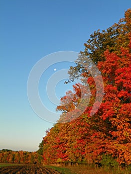 Daytime moon above autumn hedgerow in full color