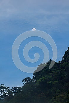 The daytime moon above the tall tree