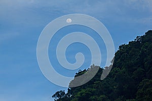The daytime moon above the tall tree
