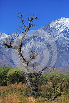 Daytime Nature Details Sunrise in the Sierra Mountains Californa photo