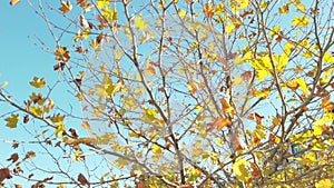 Daytime slow-motion transition through golden and orange leaves
