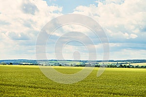 Daytime summer countryside landscape with a green young wheat field under a cloudy sky