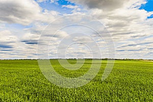 Daytime summer landscape with a green young rye field under a blue cloudy sky