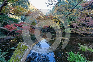 Daytime view of the fall color around Takano River photo