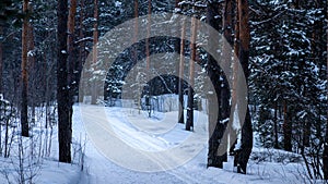 Daytime view of the snowy winter pine forest.