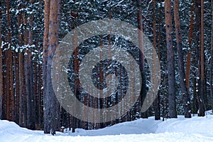 Daytime view of the snowy winter pine forest.