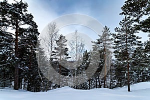 Daytime view of the snowy winter pine forest.