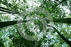 Daytime views in the pine forest