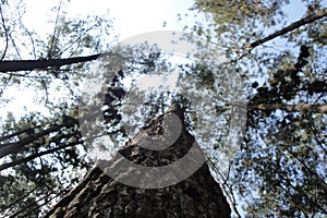 Daytime views in the pine forest