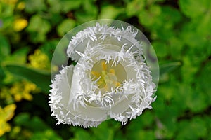 Daytona Fringed tulip white bloom isolated in green garden, macro image