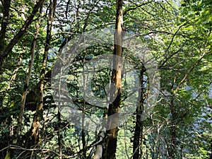 Green trees in a tropical forest