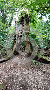Green trees in a tropical forest