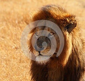 Dazed Male Lion Head Shot