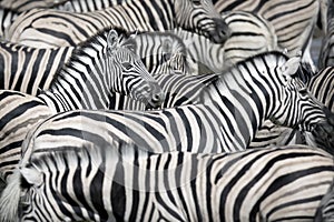 Dazzle of Zebra. photo