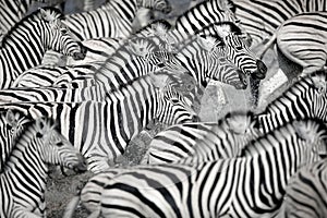 A dazzle of zebra photo