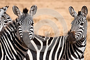 A dazzle of zebras