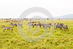 A Dazzle of Zebras and implausibility of blue wildebeest