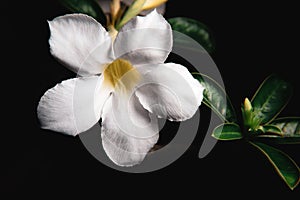 Dazzling, exotic, beautiful bush blooming white adenium, obesum, desert rose, azalea,  flowers