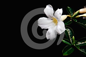 Dazzling, exotic, beautiful bush blooming white adenium, obesum, desert rose, azalea,  flowers