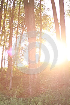 Dazzling sunset bright sunlight in the forest woods