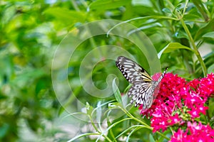 Dazzling White Butterfly