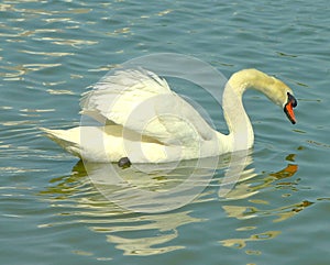 A dazzling white Mute Swan swimming majestically in a small Florida.