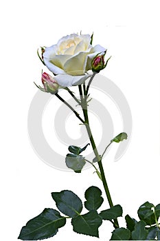 Single beautiful white rose \