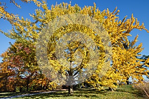 Dazzling Yellow Ginkgo Maidenhair Tree Virginia