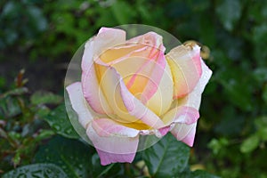 Dazzlingly beautiful rose pink and white coloring
