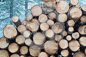 Snow Falling in Front of Large Stack of Logs