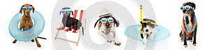DBanner five pets dogs going on summer vacations, dachshund resting on beach chair ans pointer and jack russell inside a