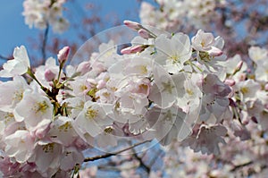 DC cherry blossoms