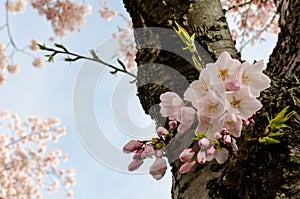 DC cherry blossoms