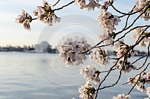 DC cherry blossoms and Jefferson Memorial