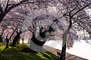 DC cherry blossoms photo