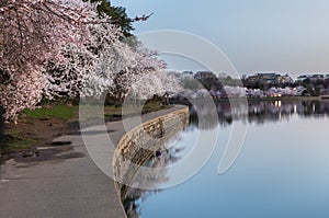 DC Tidal Basin with Cherry Trees in Bloom