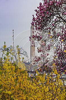 DC View of Monument Through Magnolia and Forsythia Plants