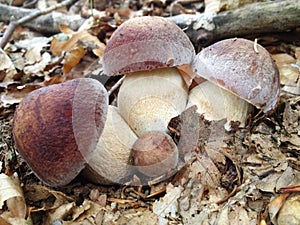 Boletus mushroom in the Slovenian forest photo