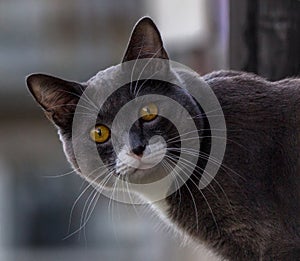 Ddark gray cat with a white spot eyeing