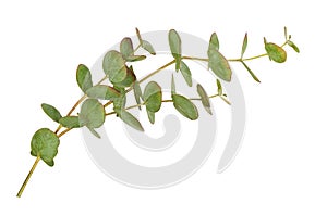 Ddecorative eucalyptus green leaves isolated