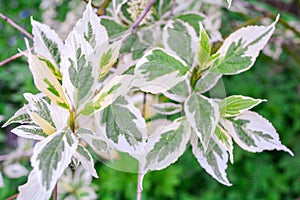 Ddecorative garden shrub branches with green and white bicolored leaves